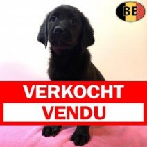 Labrador 131025 F(BE6871) 121225 Verkocht - Vendu.jpg