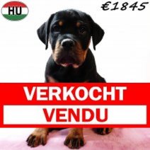 Rottweiler 290825 F(HU8504) 201225 Verkocht - Vendu.jpg