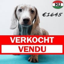 Teckel 280825 M(HU8530) 201225 Verkocht - Vendu.jpg