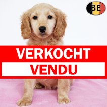 type X Cockapoo 201025 F(BE1149) 030126 verkocht - vendu.jpg