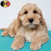 Cockapoo 121025 M(BE1098) 030126.jpg