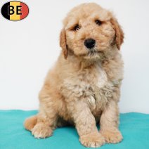 Cockapoo 121025 M(BE1097) 030126.jpg