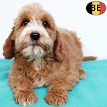 Cockapoo 121025 M(BE1105) 030126.jpg