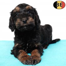 Cockapoo 201025 M(BE1101) 030126.jpg