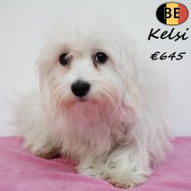 Havanezer Kelsi 010725 F(BE4169) 030126.jpg