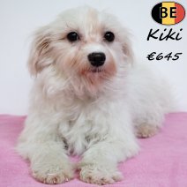 Havanezer Kiki 010725 F(BE4964) 030126.jpg