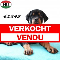 Rottweiler 290825 M(HU8502) 201225 verkocht - vendu.jpg