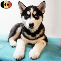 Husky 221025 M(BE1188) 030126.jpg