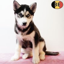 Husky 221025 F(BE1128) 030126.jpg