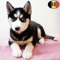 Husky 221025 F(BE1196) 030126.jpg