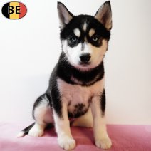 Husky 221025 F(BE1120) 030126.jpg