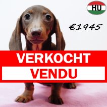 Teckel 010925 F(HU7272) 201225 verkocht - vendu.jpg