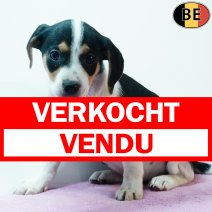 Belgische Fox 060925 F(BE1193) 211125 verkocht - vendu.jpg