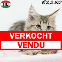 Maine Coon 040825 F(HU7357) 191125 verkocht - vendu.jpg