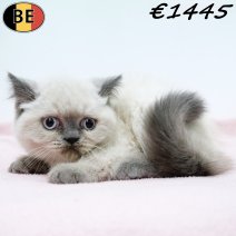 Britse Korthaar 101025 F(BE1223) 311225..jpg