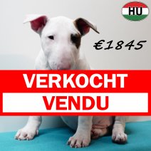Bull Terrier 040925 M(HU8545) 201225 verkocht - vendu.jpg