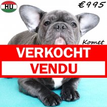 Franse Bulldog Komet 190525 M(HU3342) 191125 verkocht - vendu.jpg
