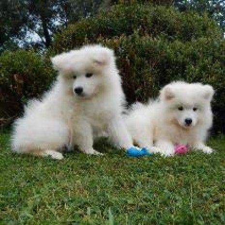 samoyeed pups te koop