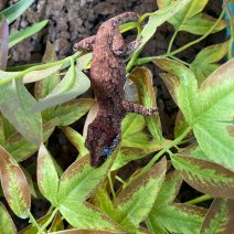 gargoyle gekko 040125 (2).jpg