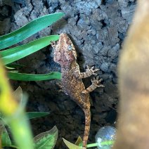 gargoyle gekko 040125 (3).jpg