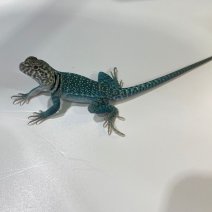 halsbandleguaan blazing blue 040125 (2).jpg