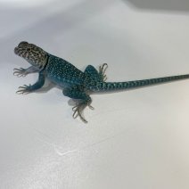 halsbandleguaan blazing blue 040125 (3).jpg