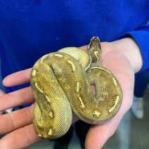 Koningspython enchi highway 040125.jpg