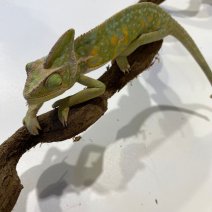 Jemenkameleon 040125 (1).jpg