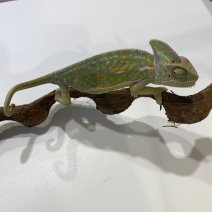 Jemenkameleon 040125 (3).jpg