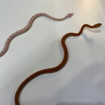 korenslang baby 040125 (5).jpg