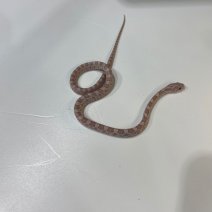 korenslang baby 040125 (1).jpg