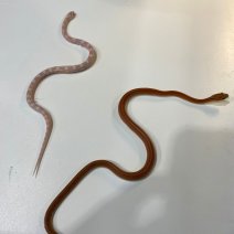 korenslang baby 040125 (2).jpg