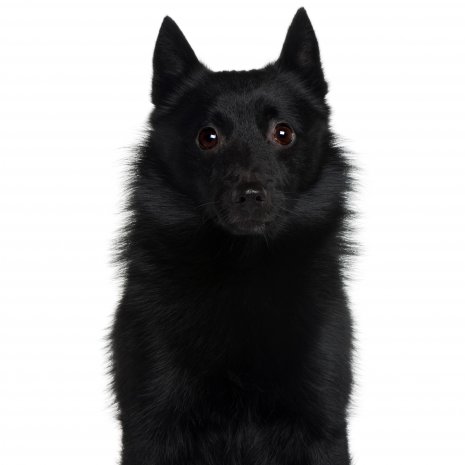 schipperke.jpg