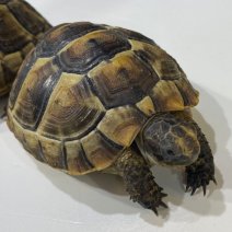 Moorse landschildpad (testudo graeca) 040125 (1).jpg