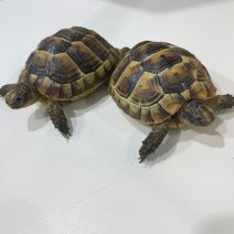 Moorse landschildpad (testudo graeca) 040125 (2).jpg