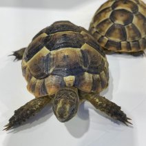 Moorse landschildpad (testudo graeca) 040125 (3).jpg