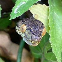 tuinboa 040125 (1).jpg