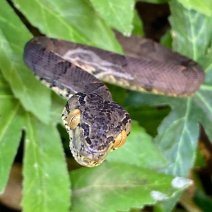 tuinboa 040125 (3).jpg