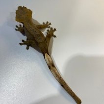 Wimpergekko 040125 (1).jpg