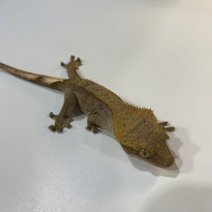 Wimpergekko 040125 (2).jpg