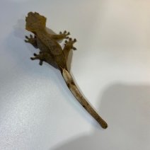 Wimpergekko 040125 (3).jpg