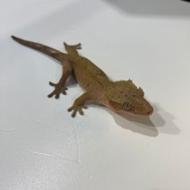 Wimpergekko 040125 (4).jpg