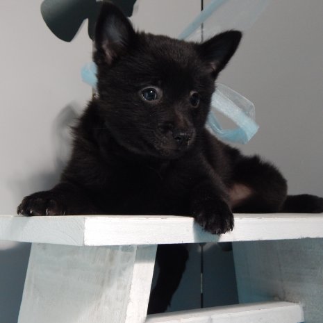 Schipperke1.jpg