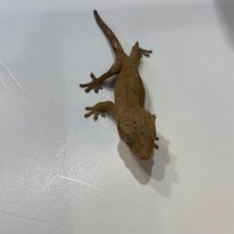 Wimpergekko 040125 (5).jpg