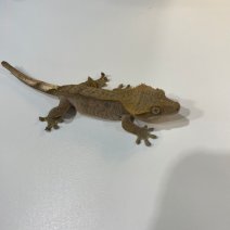 Wimpergekko 040125 (6).jpg