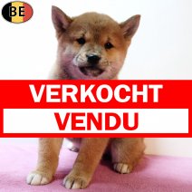 Shiba Inu 140925 F(BE6740) 121125 verkocht - vendu.jpg