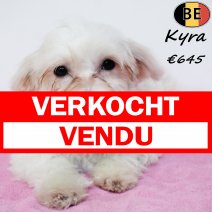 Havanezer Kyra 010725 F(BE4851) 030126 verkocht - vendu.jpg