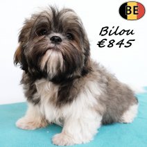 Shih Tzu Bilou 200825 M(BE0787) 141225..jpg