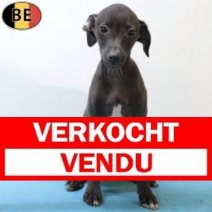 Italiaanse Windhond 310725 M(BE0891) 271025 Verkocht - Vendu.jpg