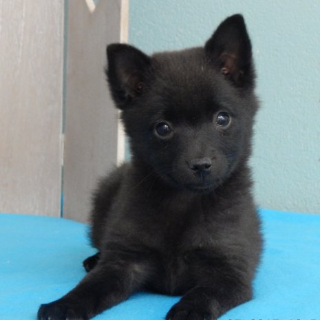 Schipperke2.jpg